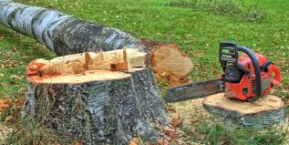 Trusted Bridgetown, MS Tree Services Experts