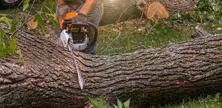 Best Lawn Maintenance Plans  in Bridgetown, MS